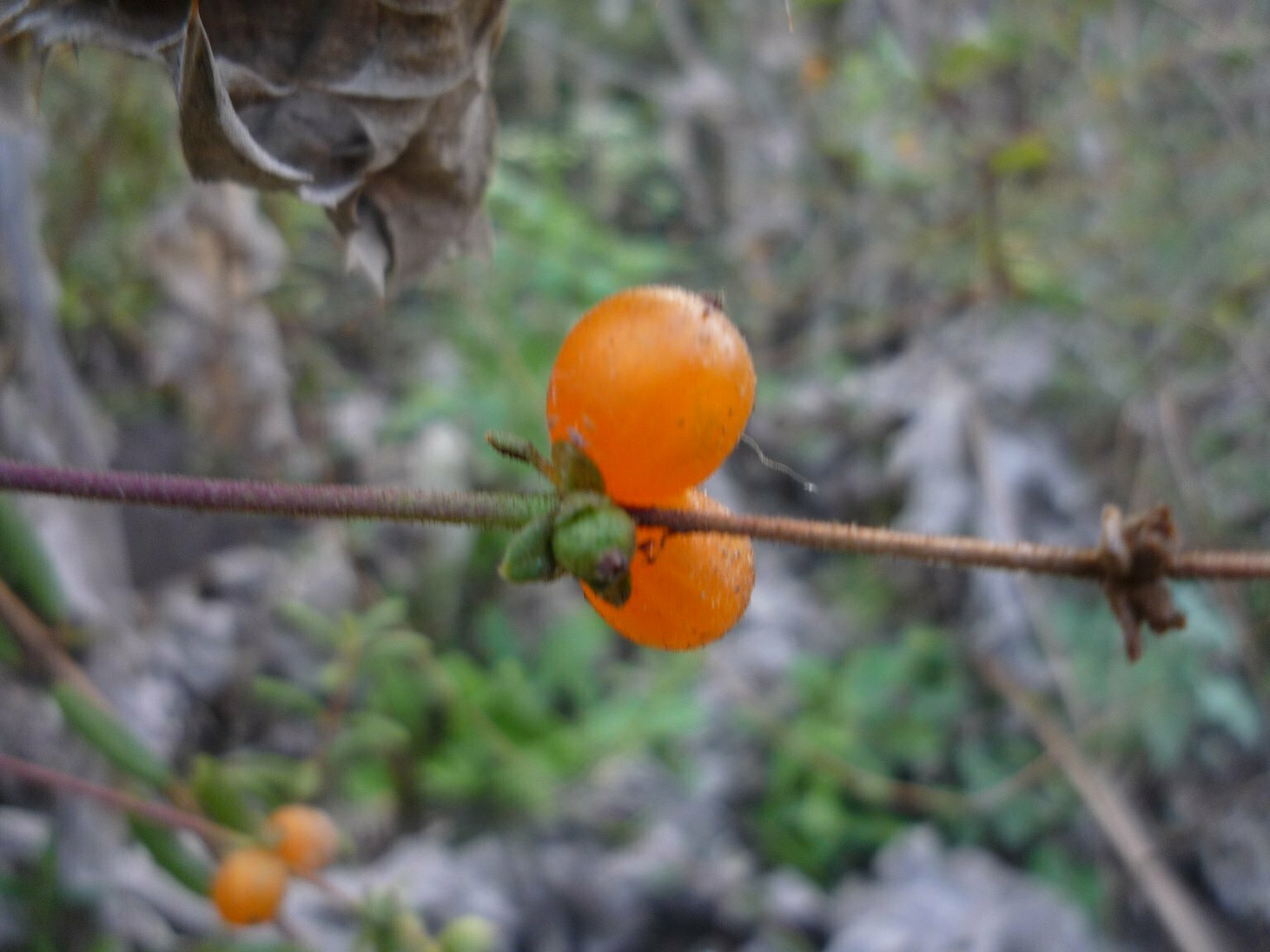 High Resolution Lonicera subspicata Fruit